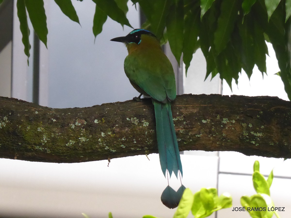 Lesson's Motmot - ML646404474
