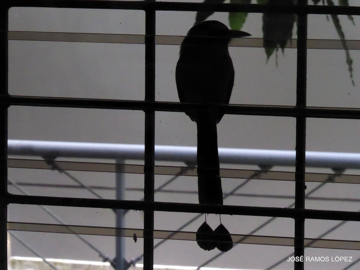 Lesson's Motmot - ML646404475