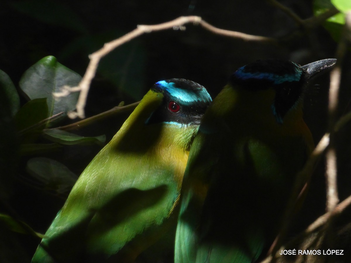 Lesson's Motmot - ML646404476