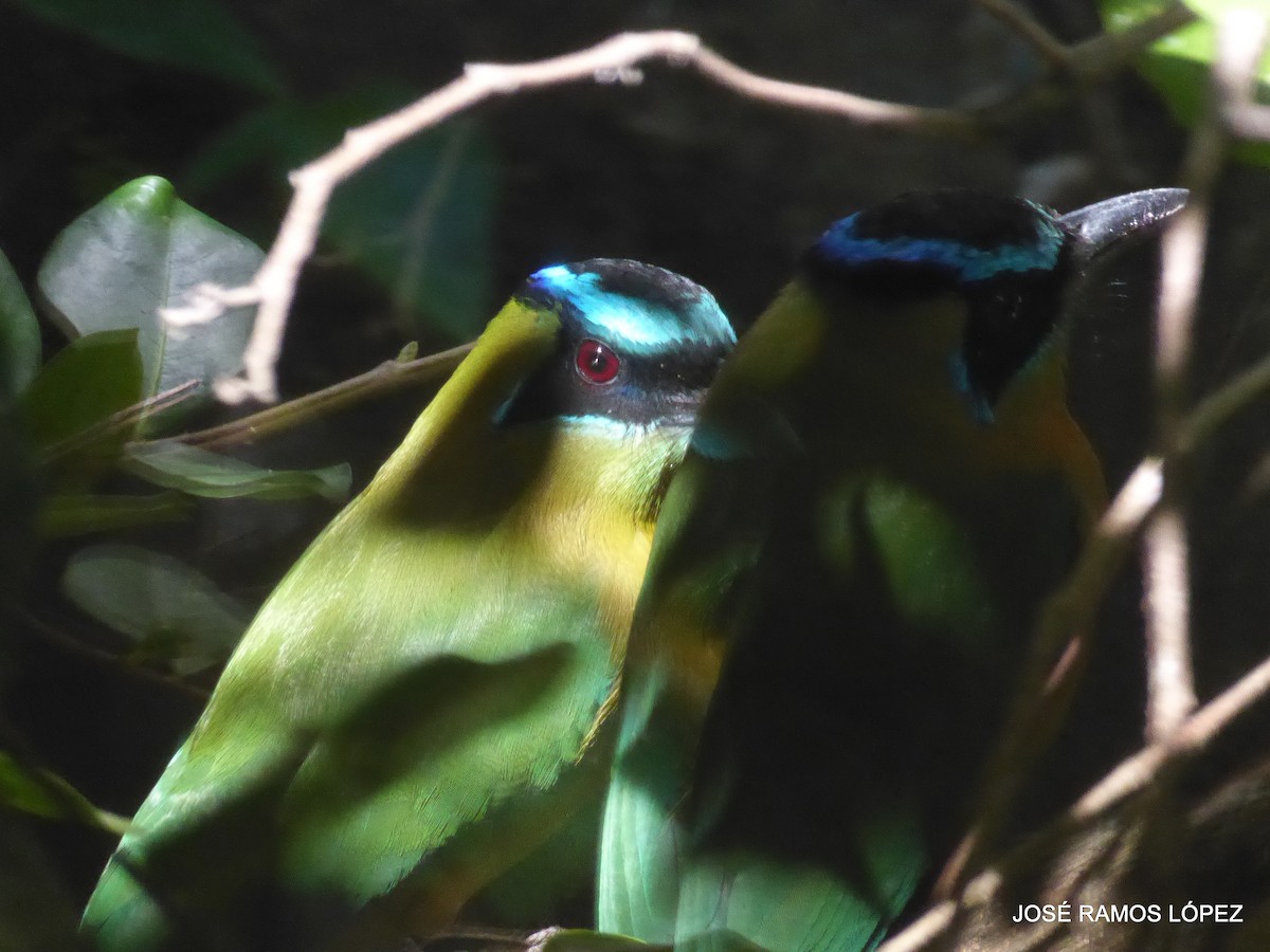 Lesson's Motmot - ML646404477