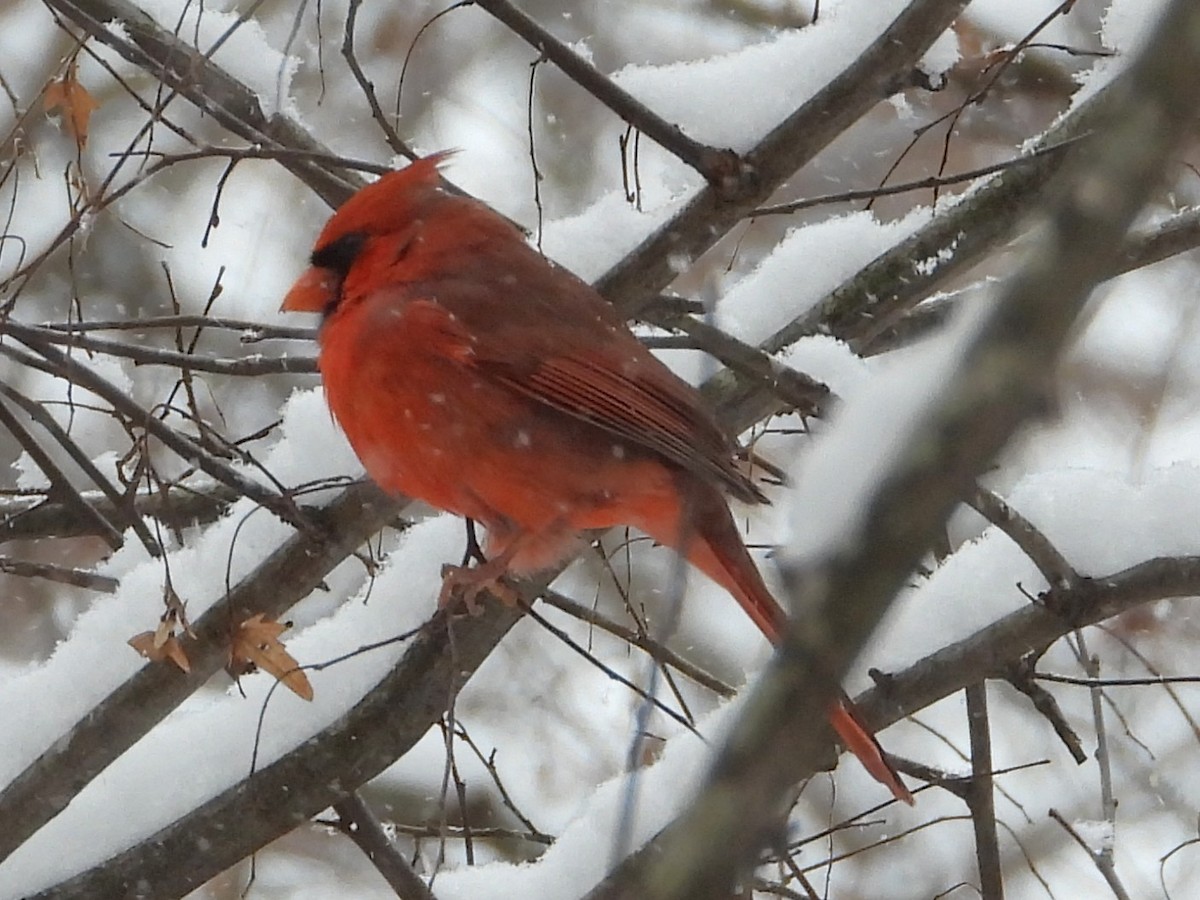 ショウジョウコウカンチョウ - ML646404478