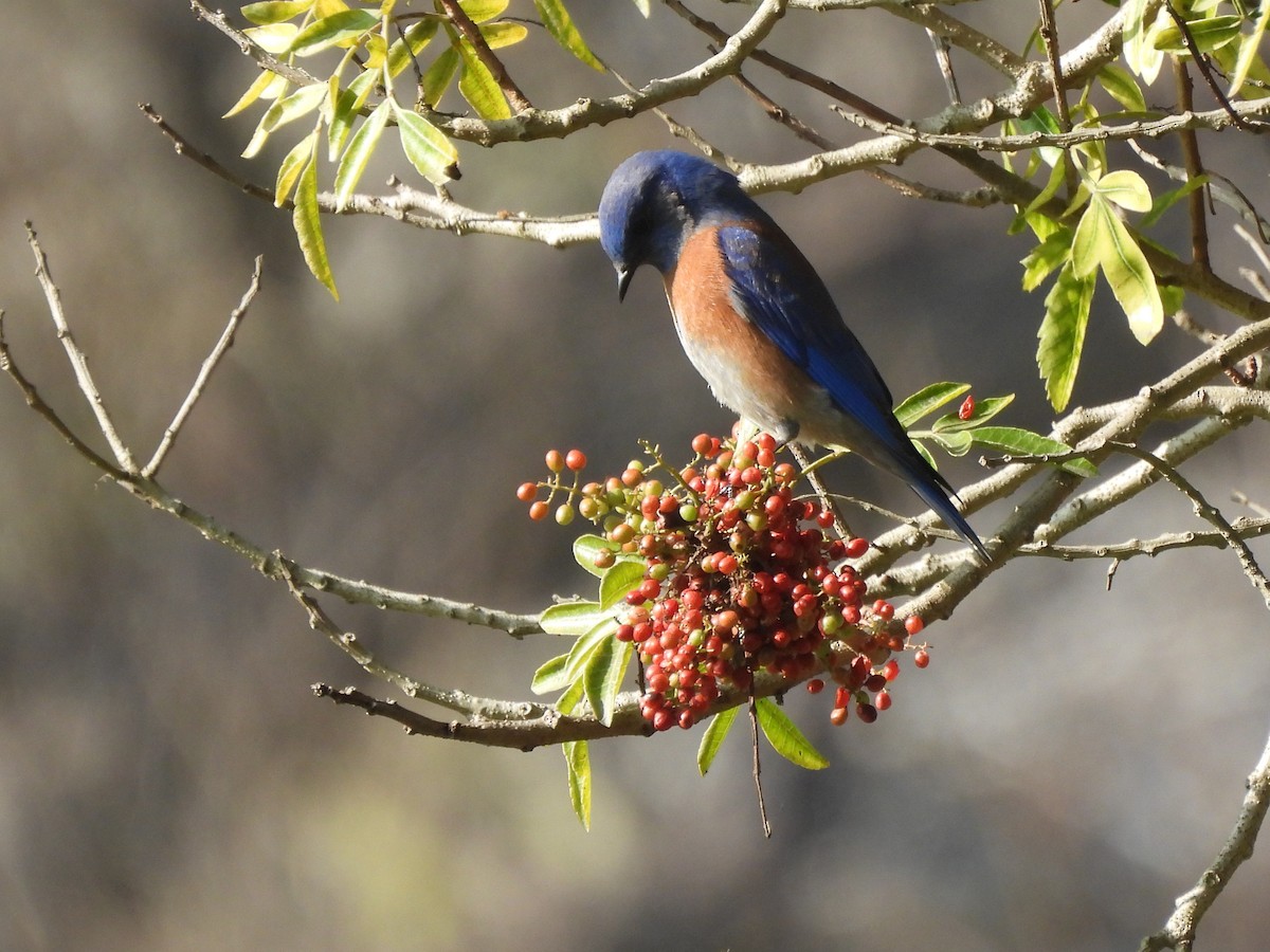Western Bluebird - ML646404479