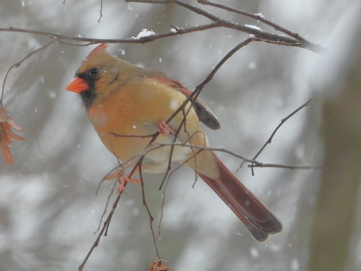 ショウジョウコウカンチョウ - ML646404480