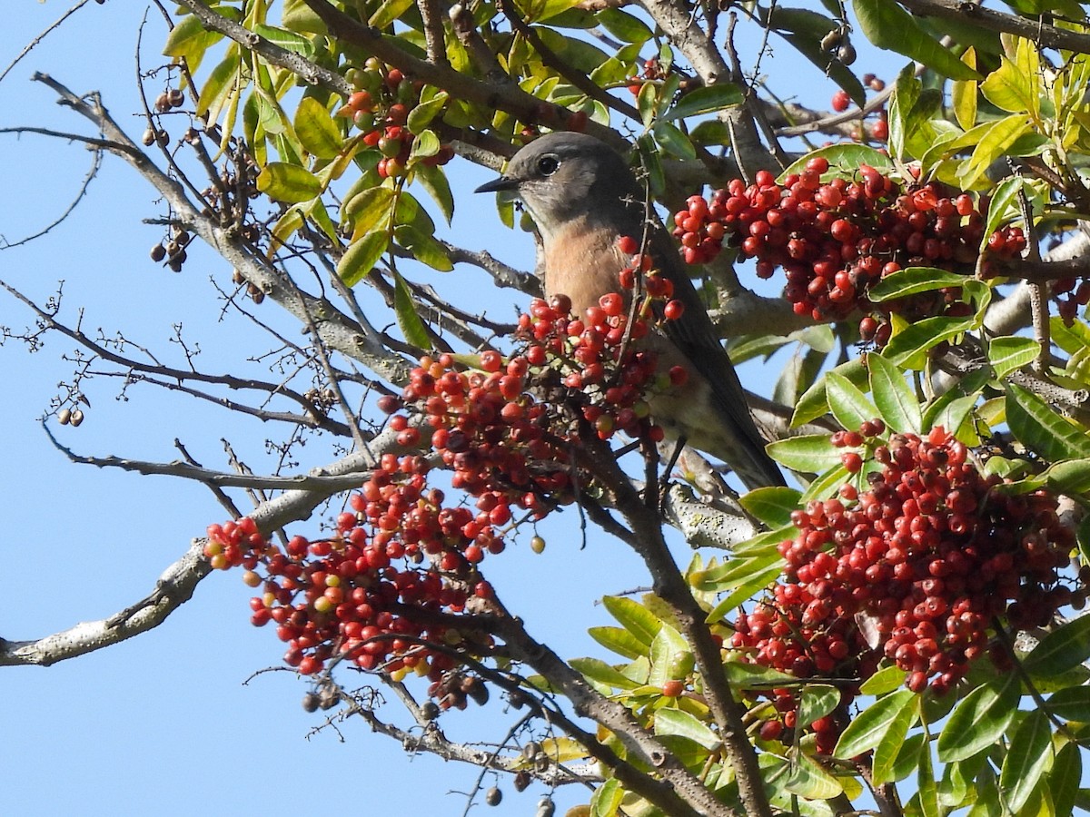 Western Bluebird - ML646404482