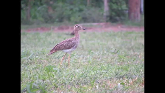 Double-striped Thick-knee - ML646404484