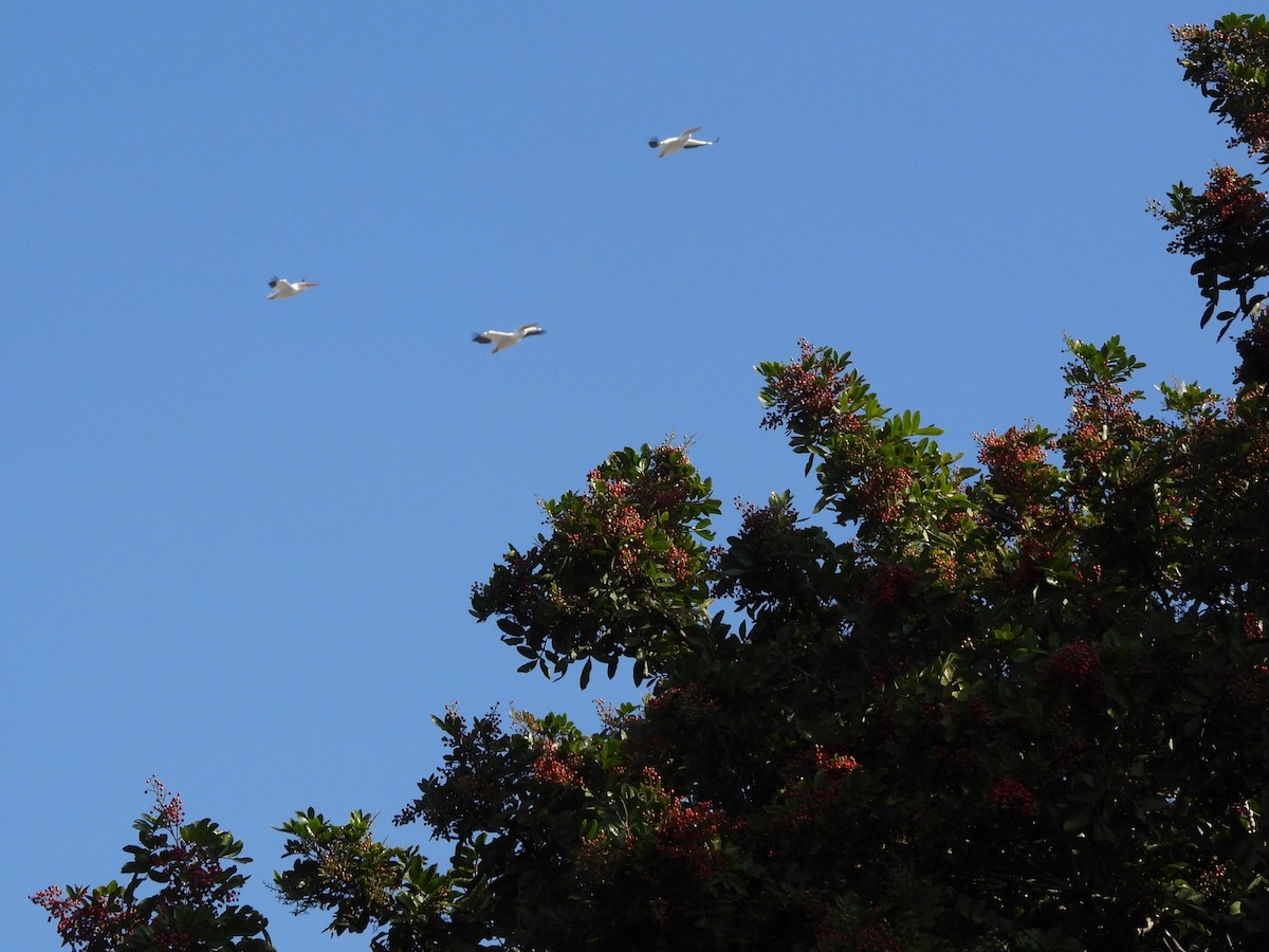 American White Pelican - ML646404485