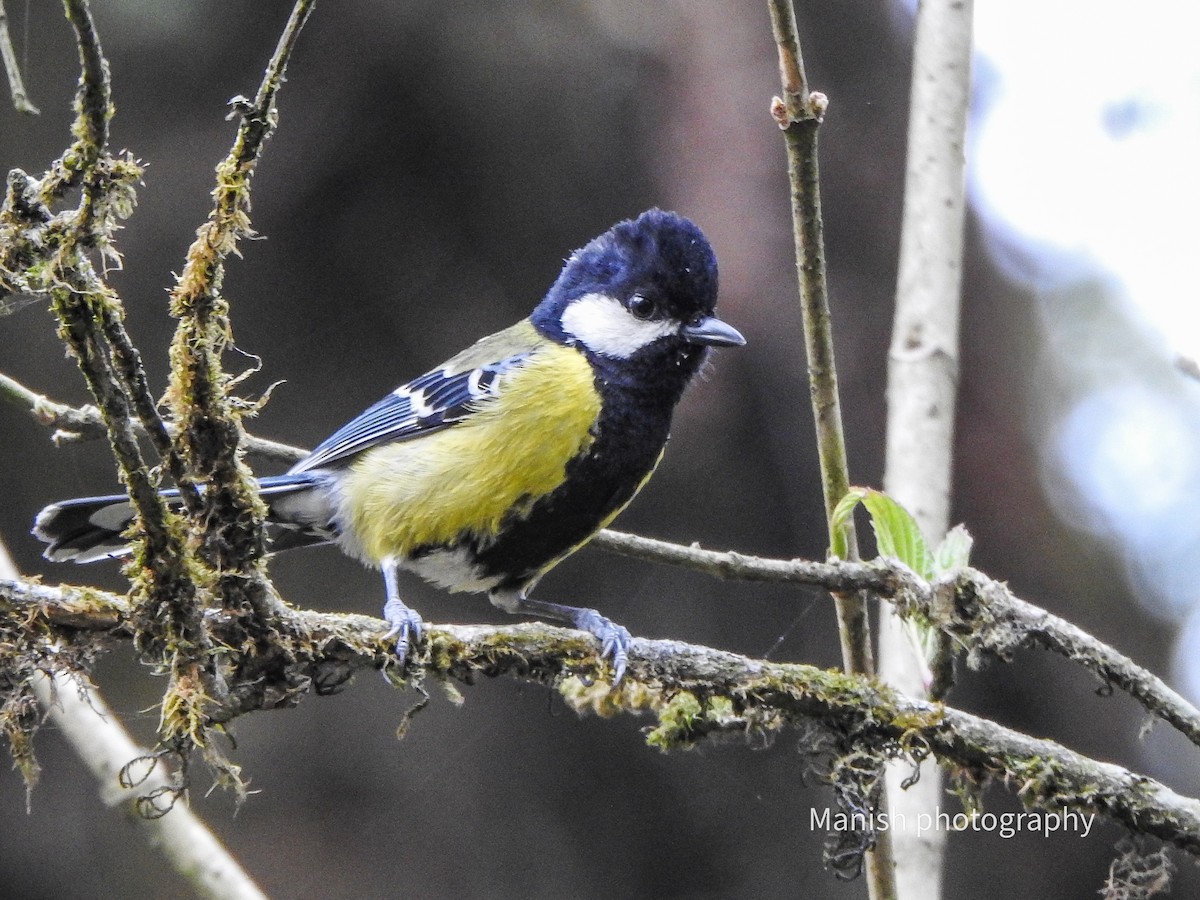 Mésange montagnarde - ML646404486