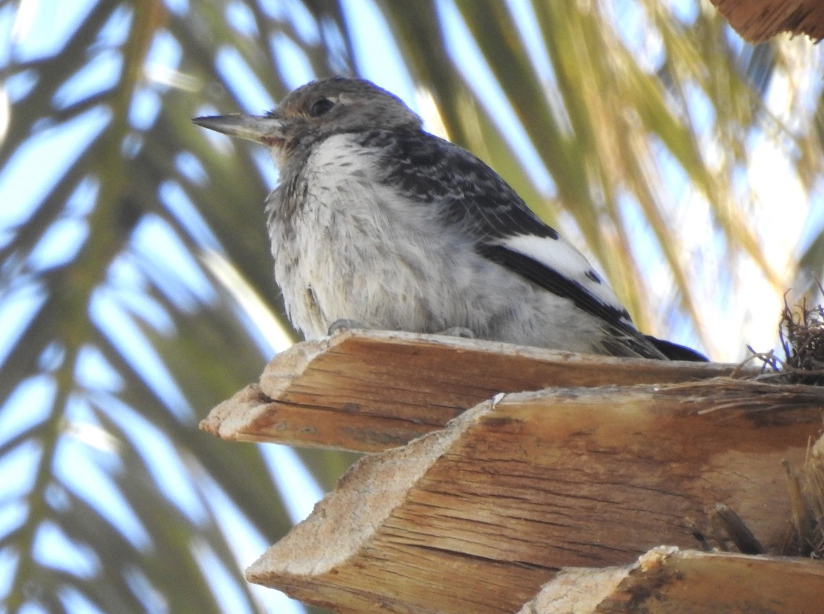 Carpintero Cabecirrojo - ML646404489