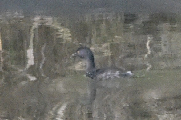 Least Grebe - ML646404491