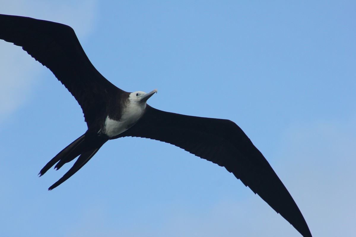 Magnificent Frigatebird - ML646404492
