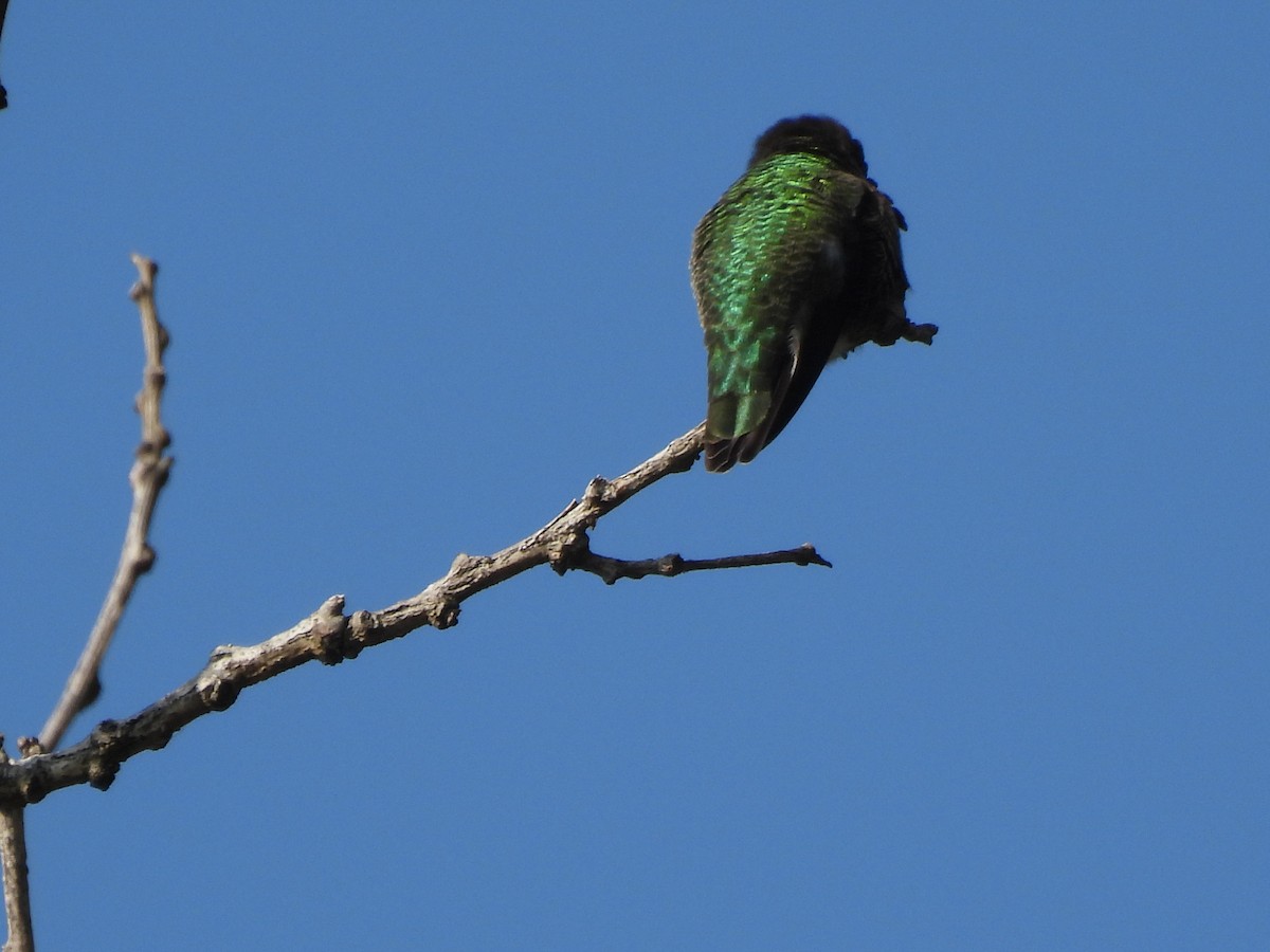 Anna's Hummingbird - ML646404498