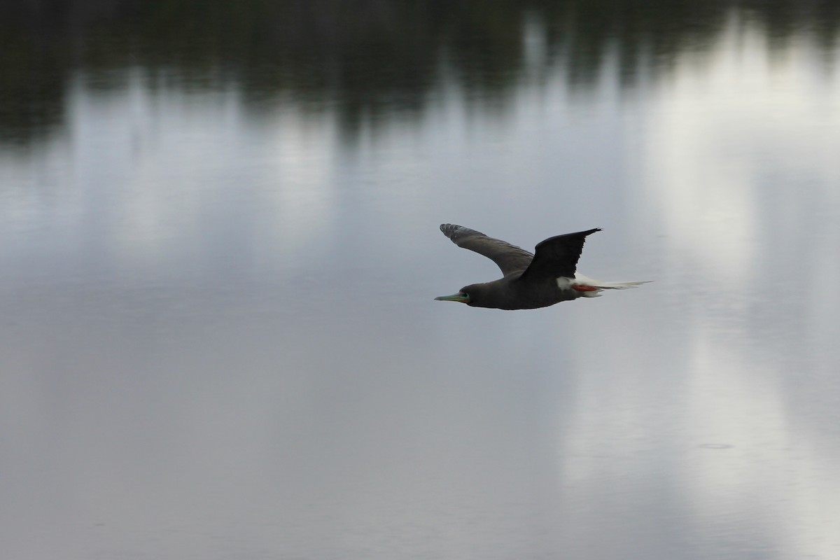 Red-footed Booby (Atlantic) - ML646404500
