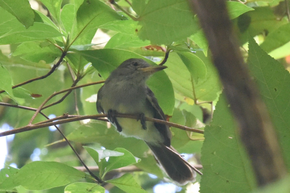 Panama Flycatcher - ML646404501