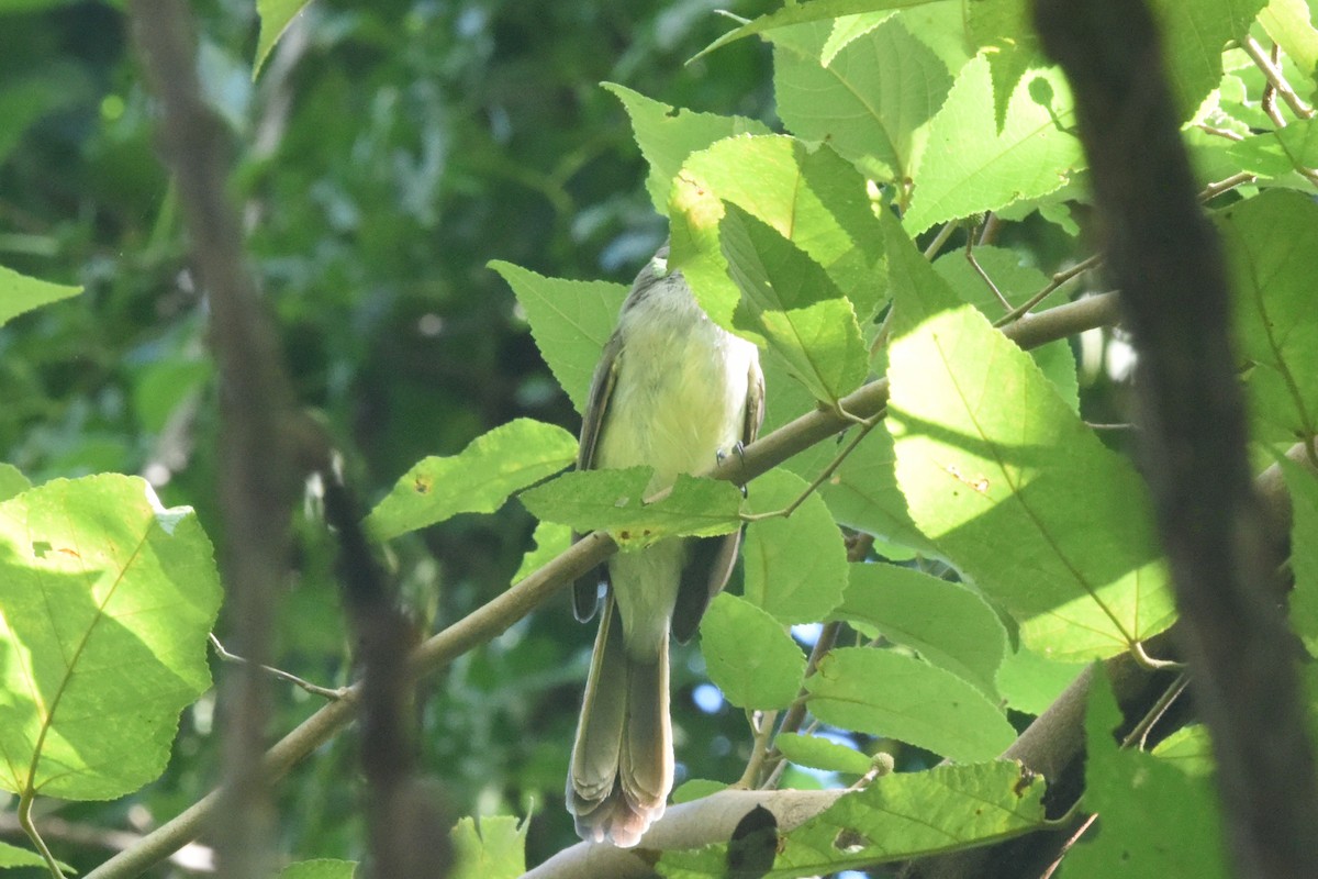 Panama Flycatcher - ML646404502