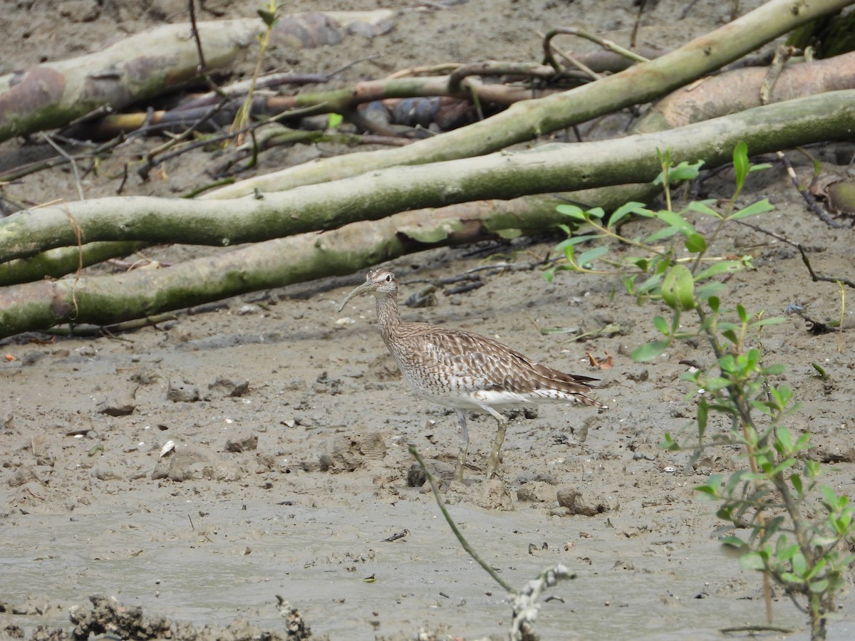 Eurasian Whimbrel - ML646404503