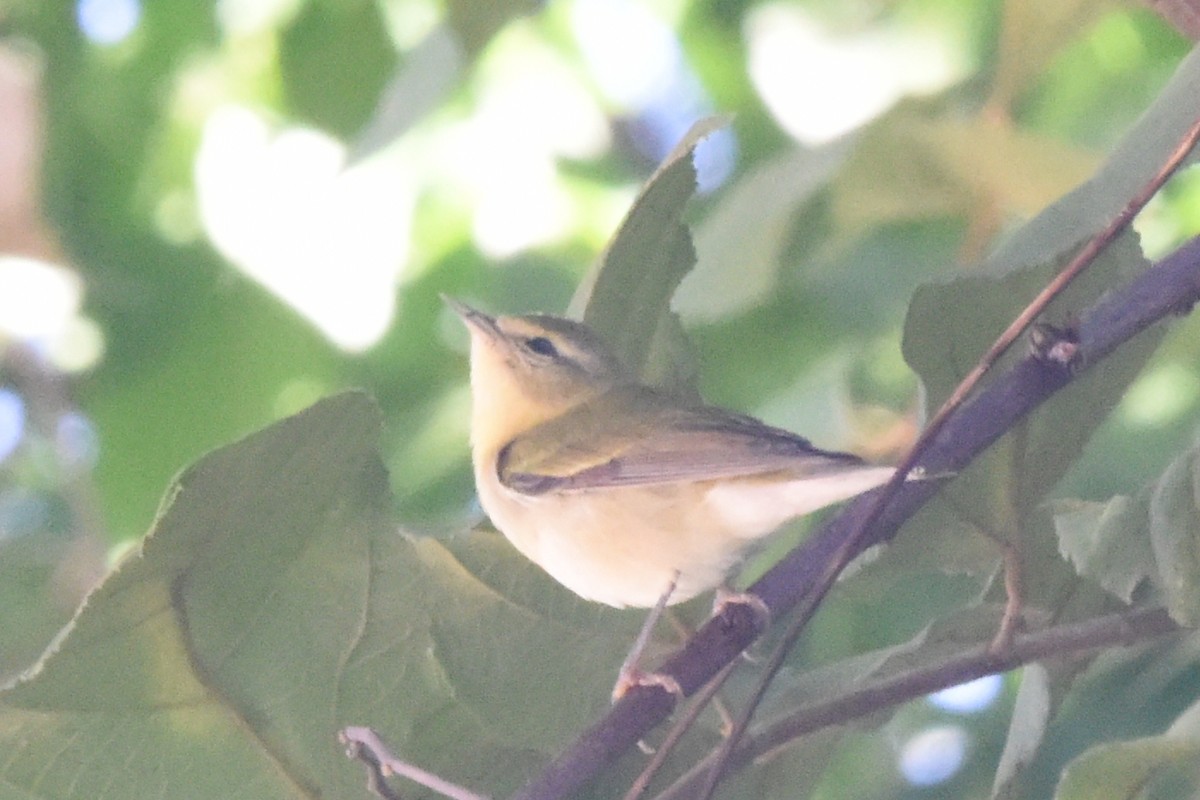 Червоїд світлобровий - ML646404504