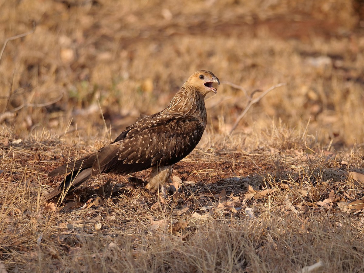 Whistling Kite - ML646404506