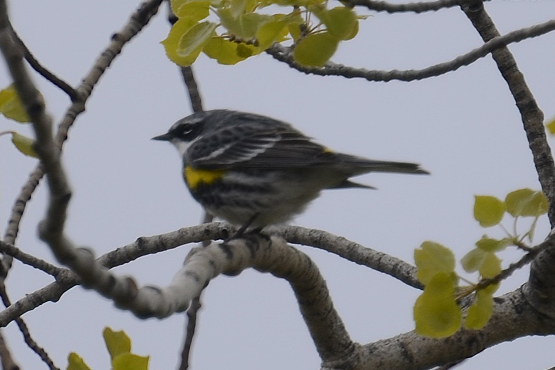 Yellow-rumped Warbler (Myrtle) - ML646404508