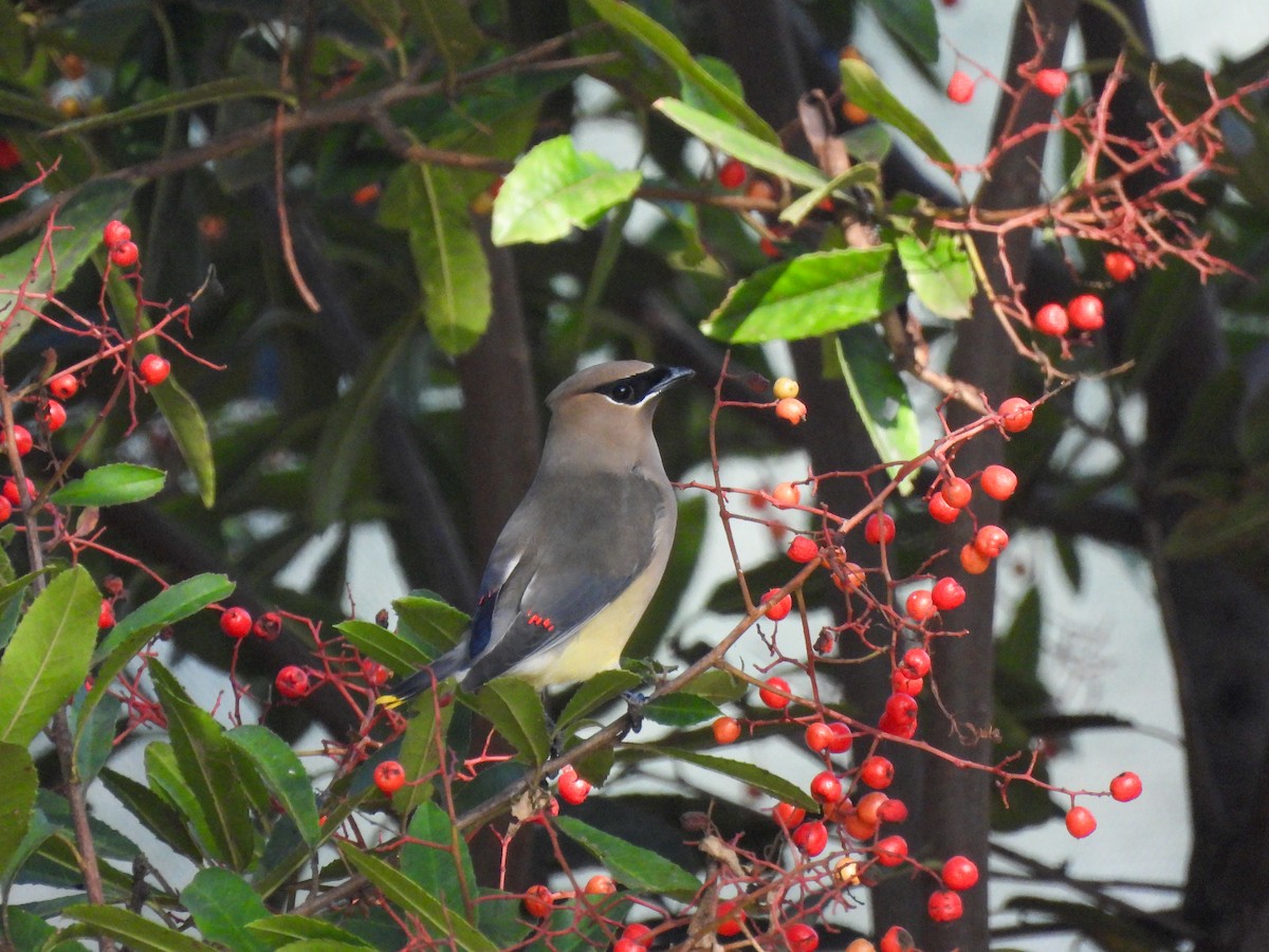 Cedar Waxwing - ML646404512