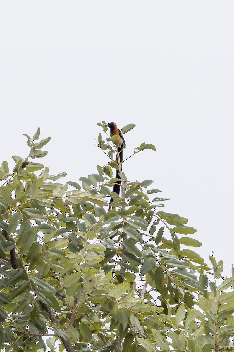 Exclamatory Paradise-Whydah - ML646404514
