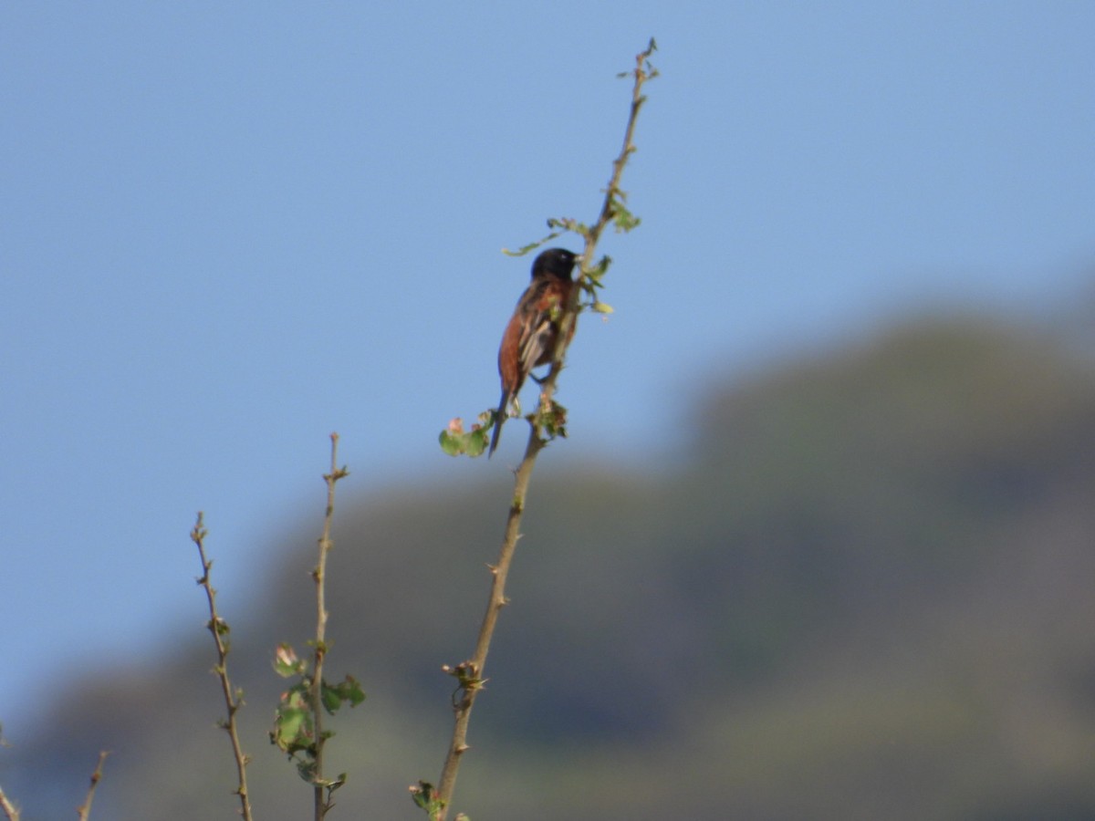 Orchard Oriole - ML646404517