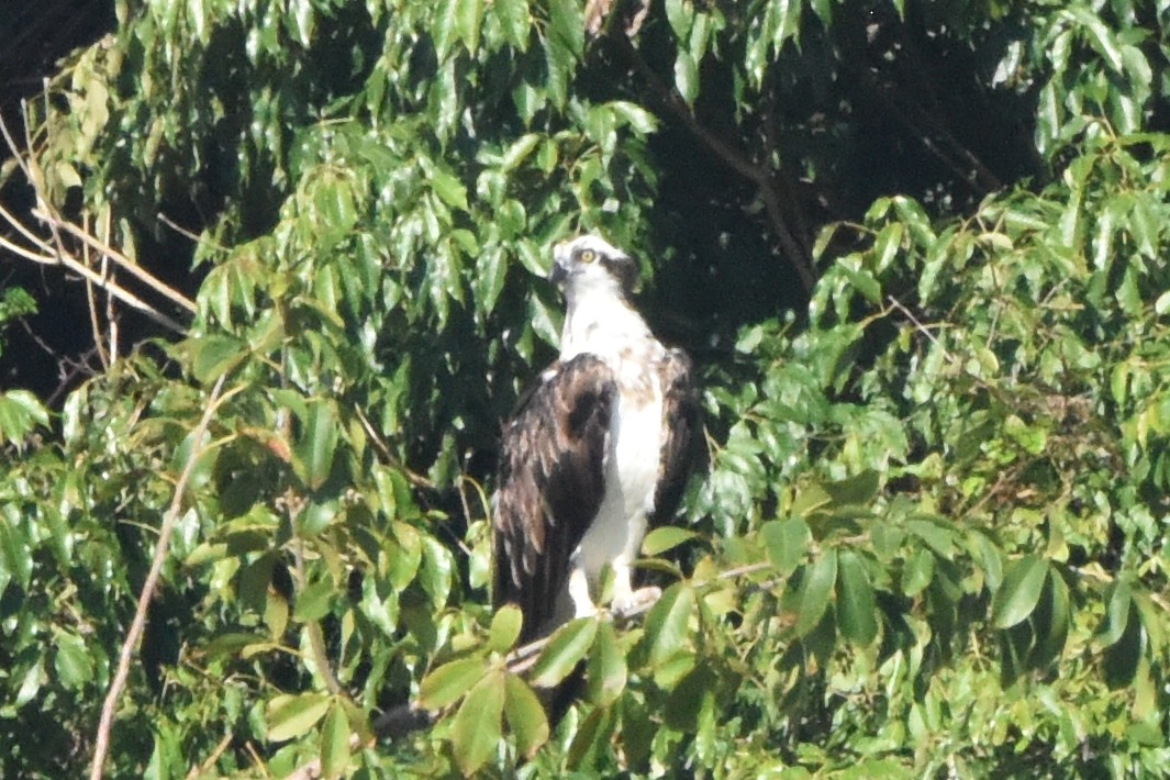 Osprey - ML646404520