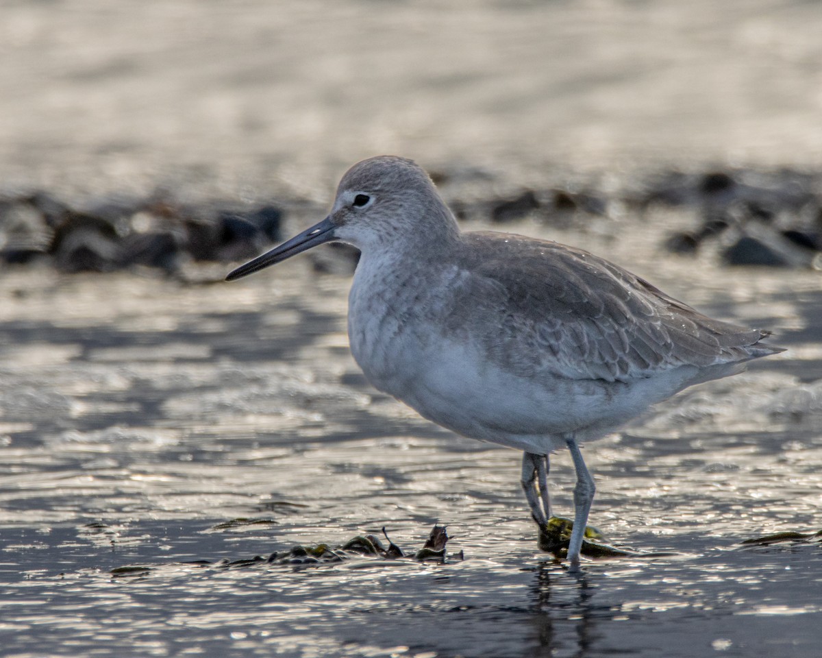 Willet - ML646404526