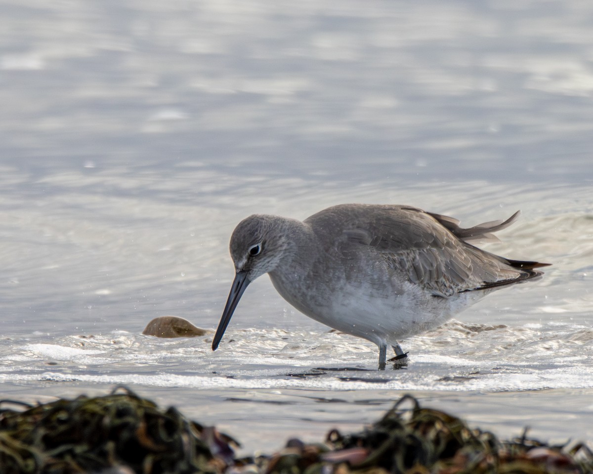 Willet - ML646404527
