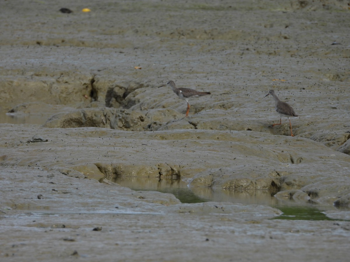Common Redshank - ML646404529
