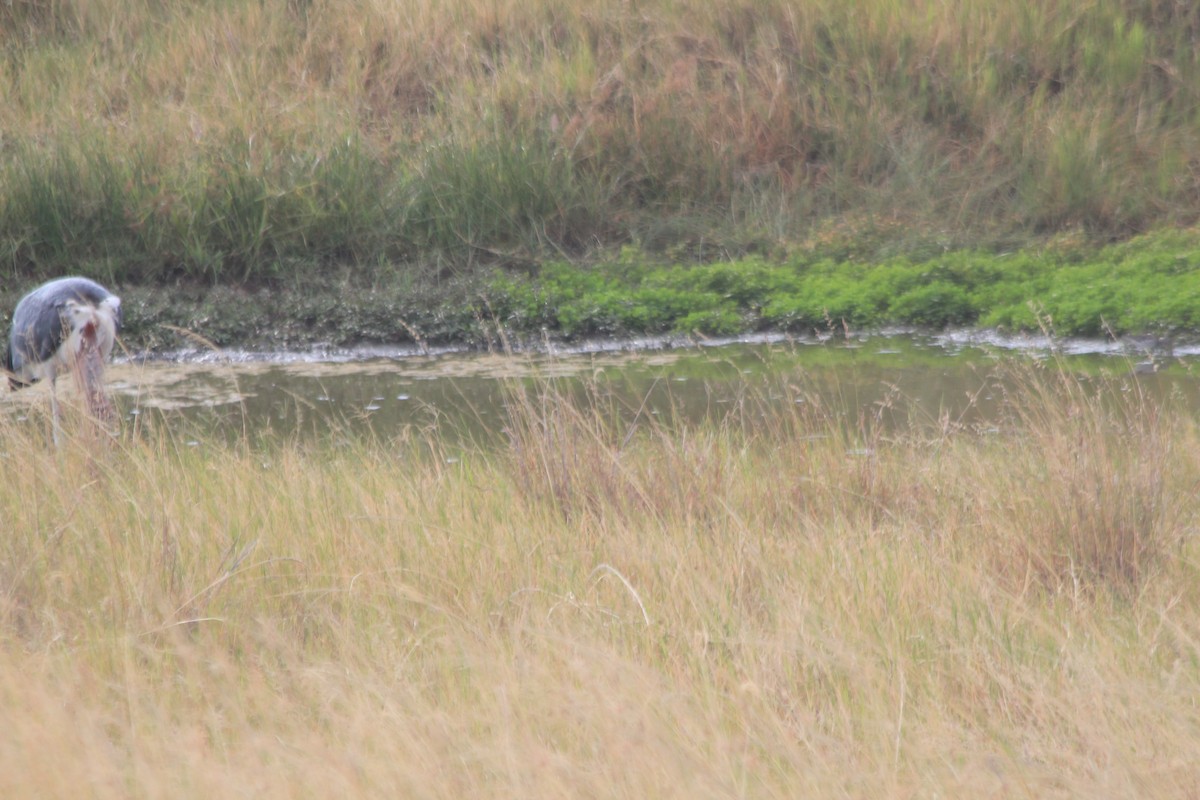 Marabou Stork - ML646404531