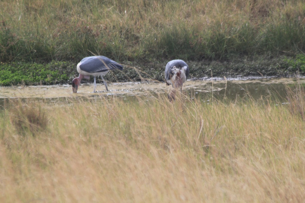 Marabou Stork - ML646404532