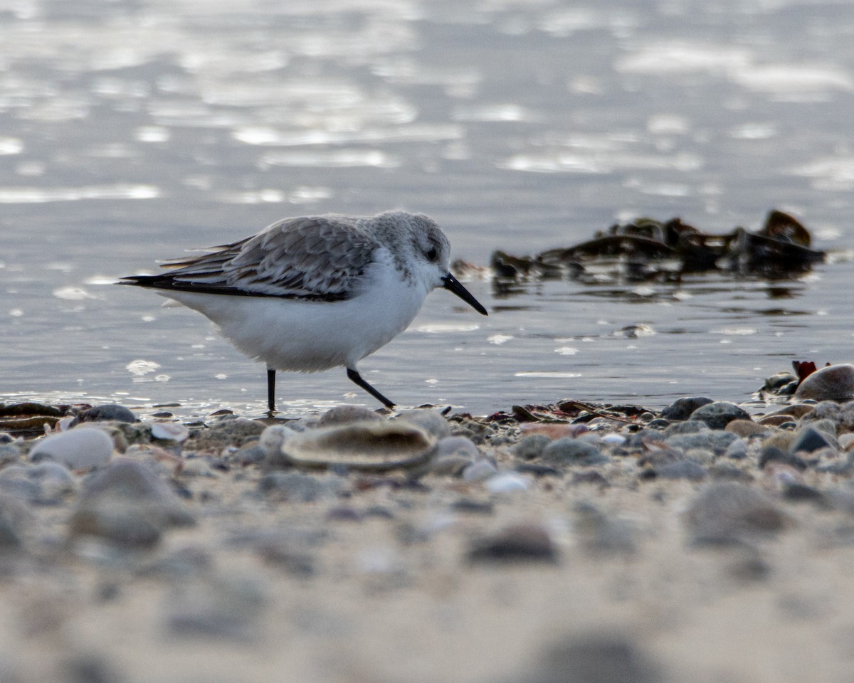 Sanderling - ML646404536