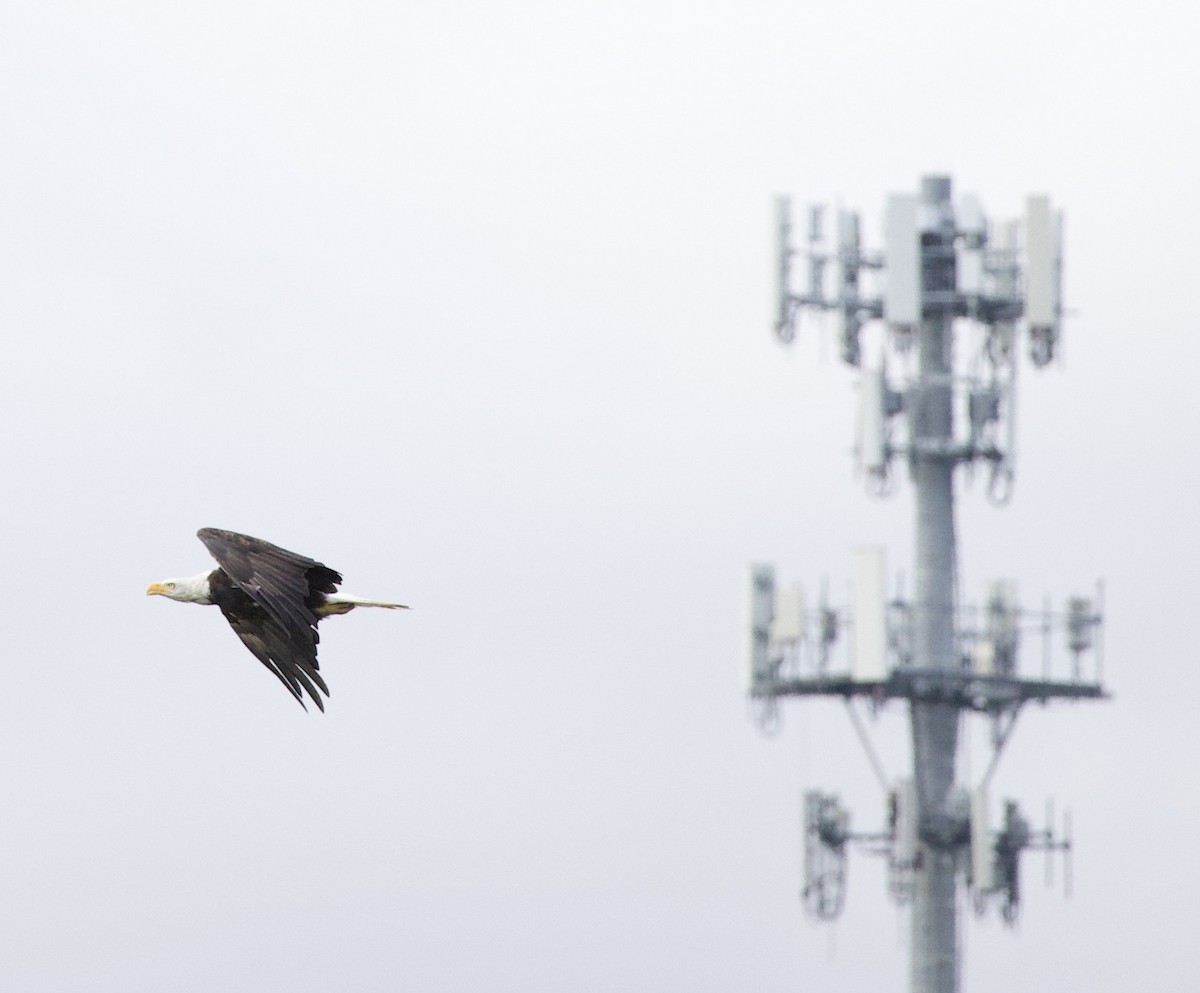 Bald Eagle - ML646404537