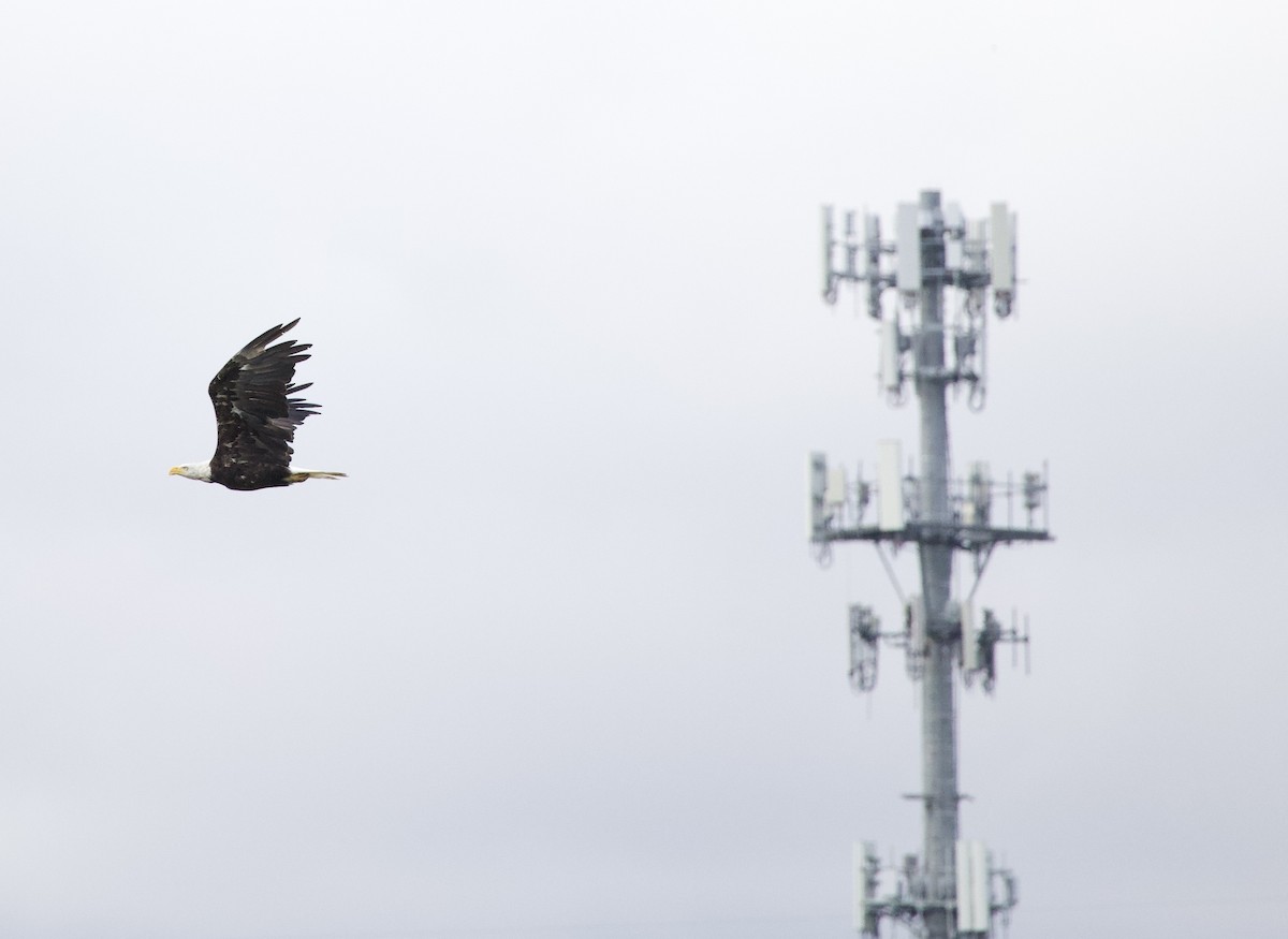 Bald Eagle - ML646404538
