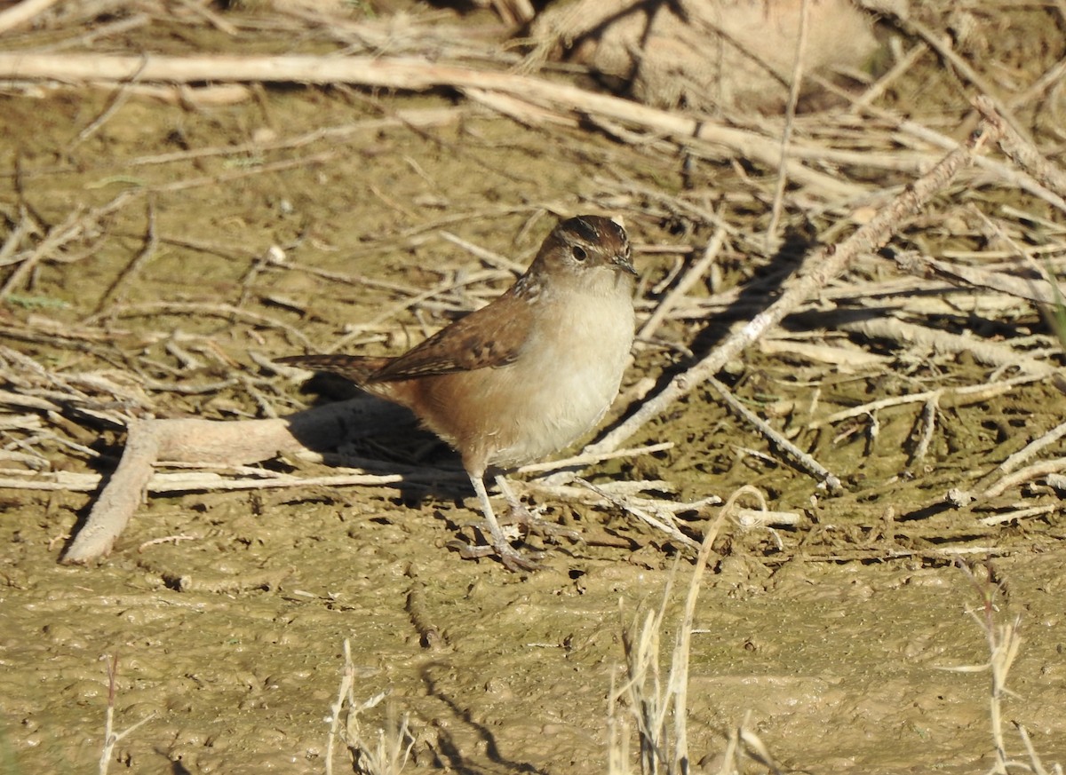 Marsh Wren - ML646404539