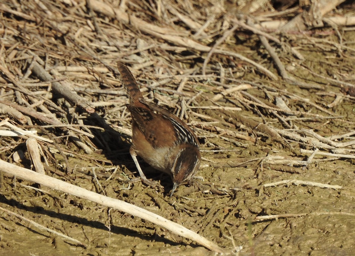 Marsh Wren - ML646404540