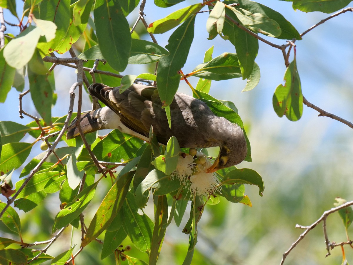 Yellow-throated Miner - ML646404541