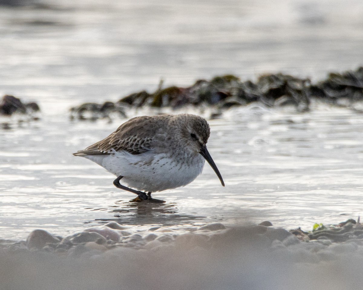 Dunlin - ML646404542