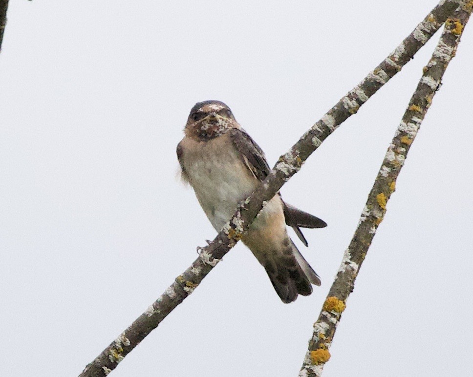Cliff Swallow - ML646404543