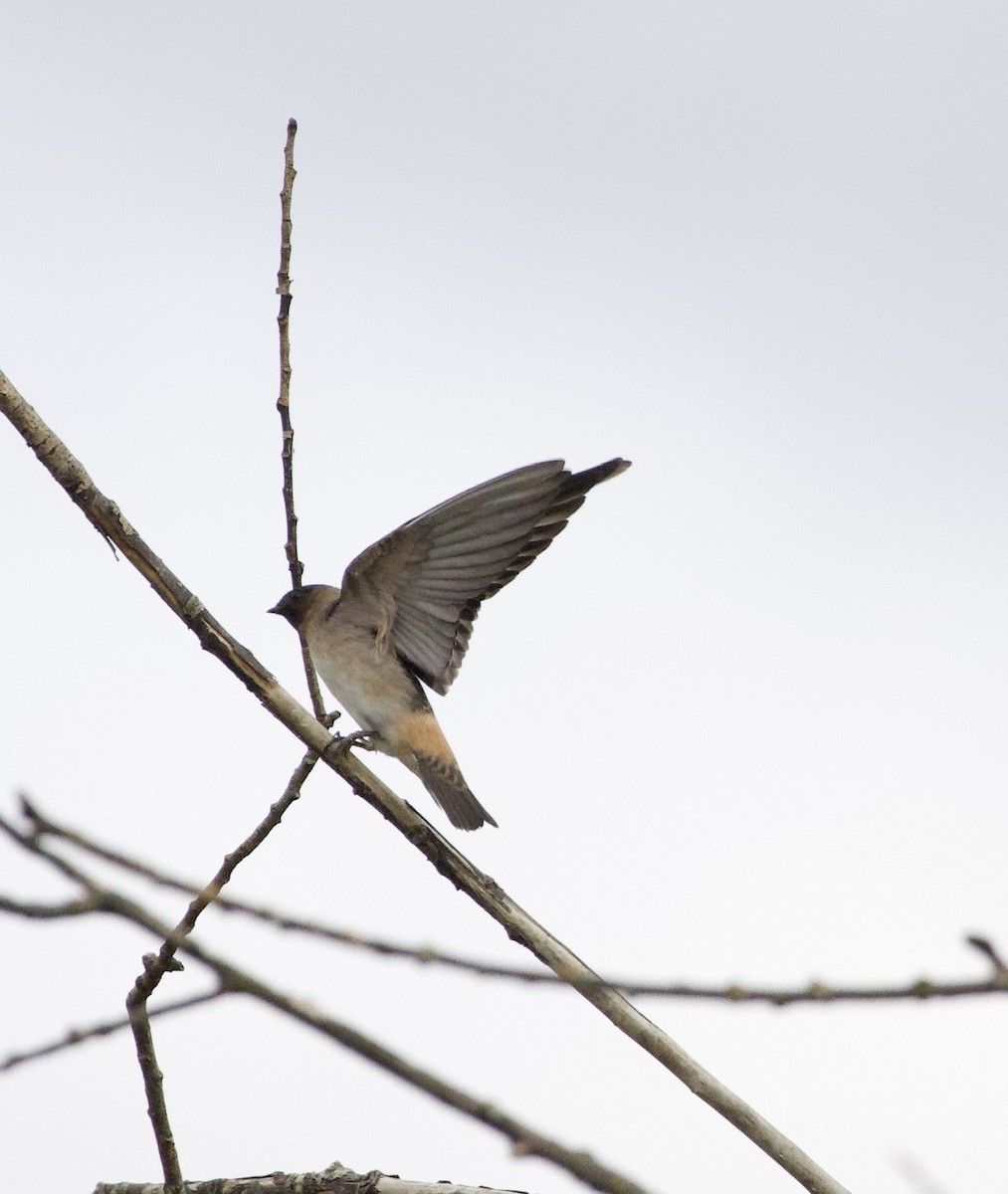 Cliff Swallow - ML646404544
