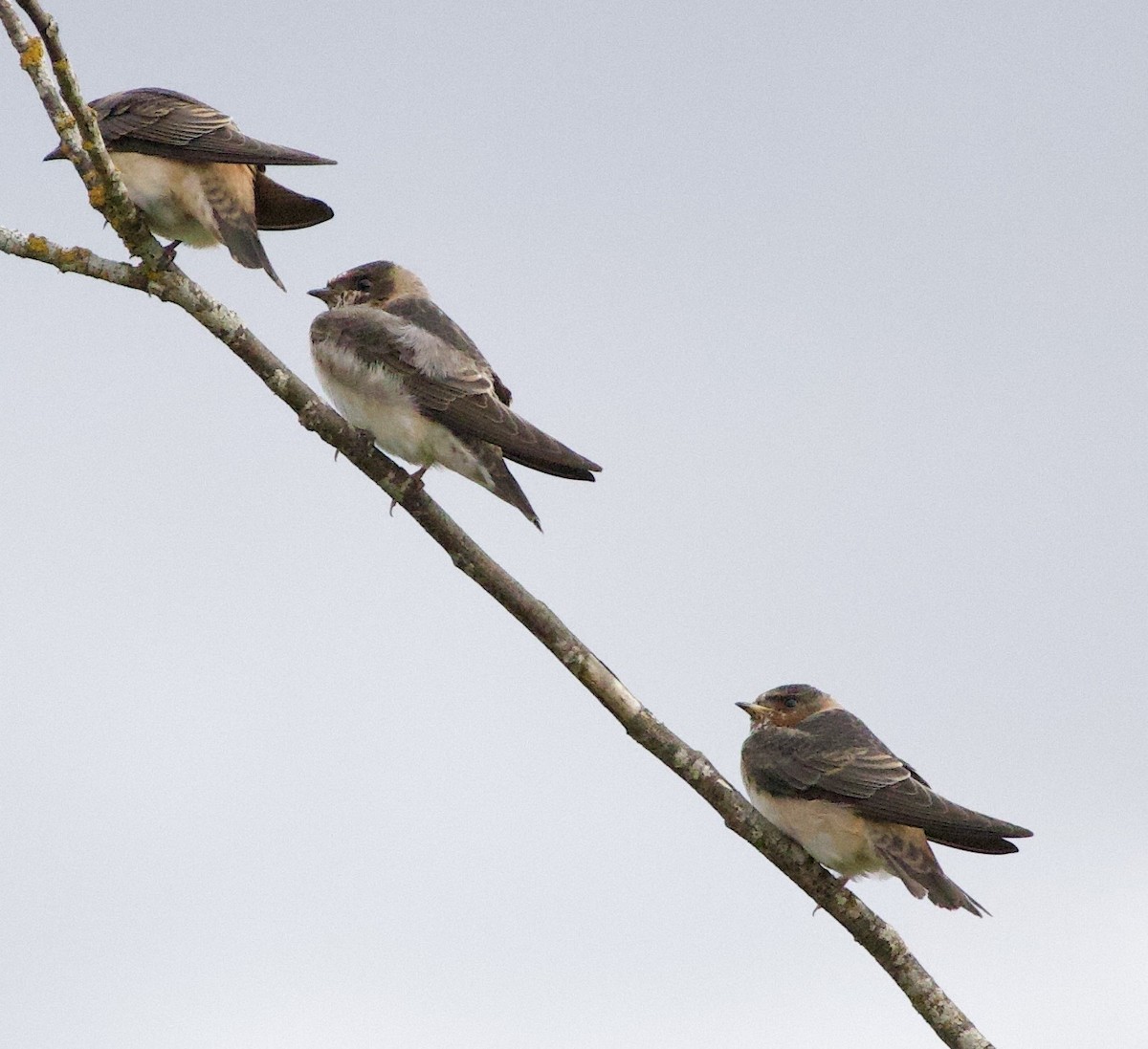 Cliff Swallow - ML646404545