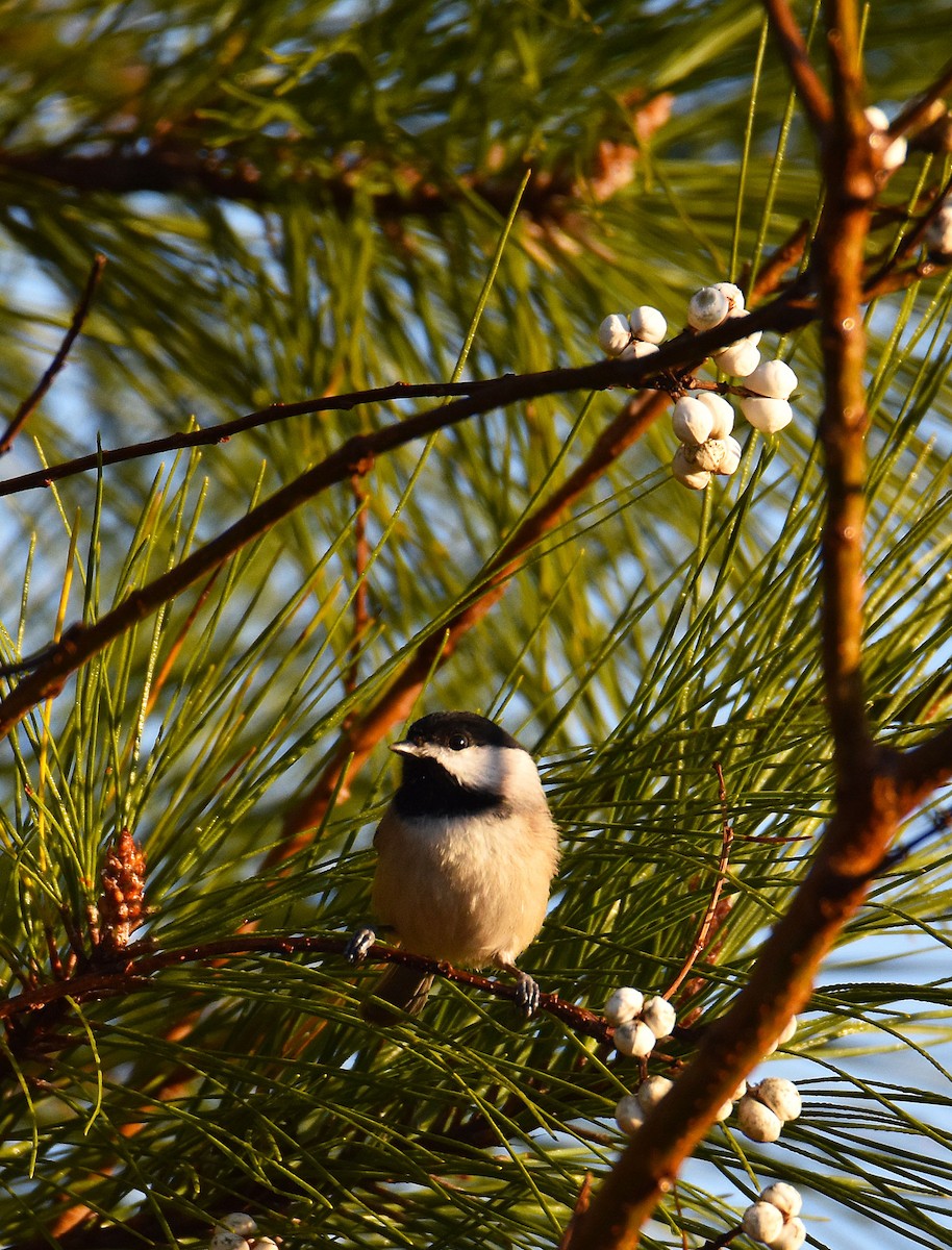 Carolina Chickadee - ML646404546
