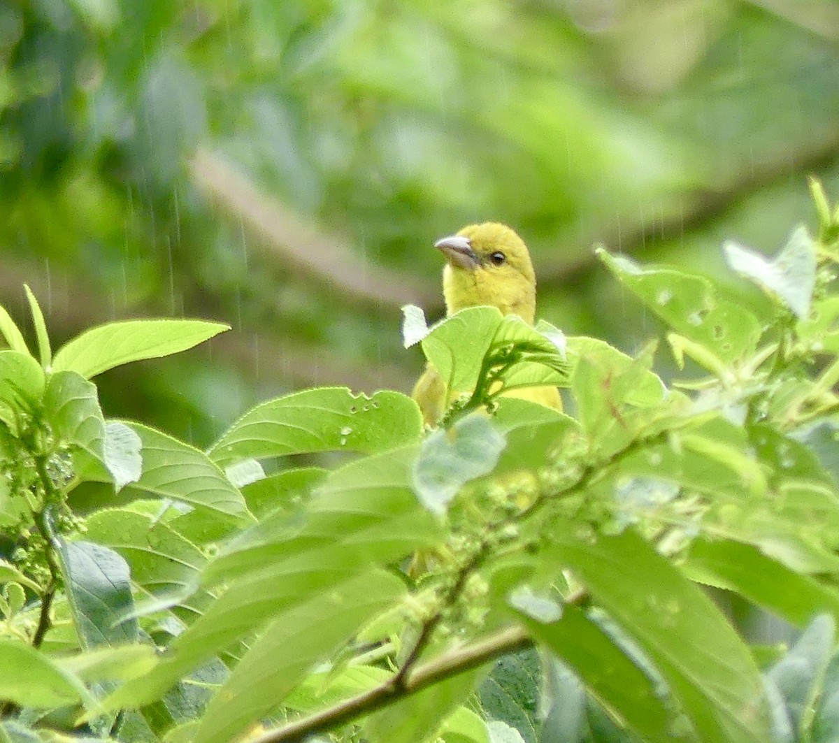 African Golden-Weaver - ML646404547