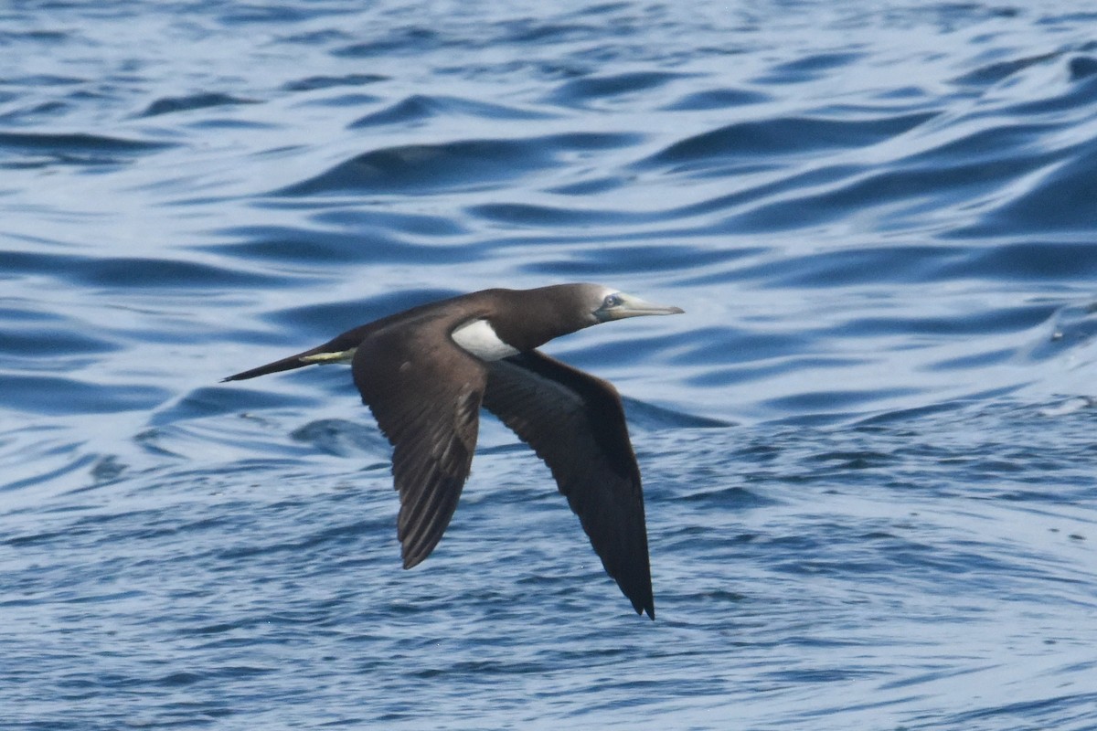 Cocos Booby - ML646404548