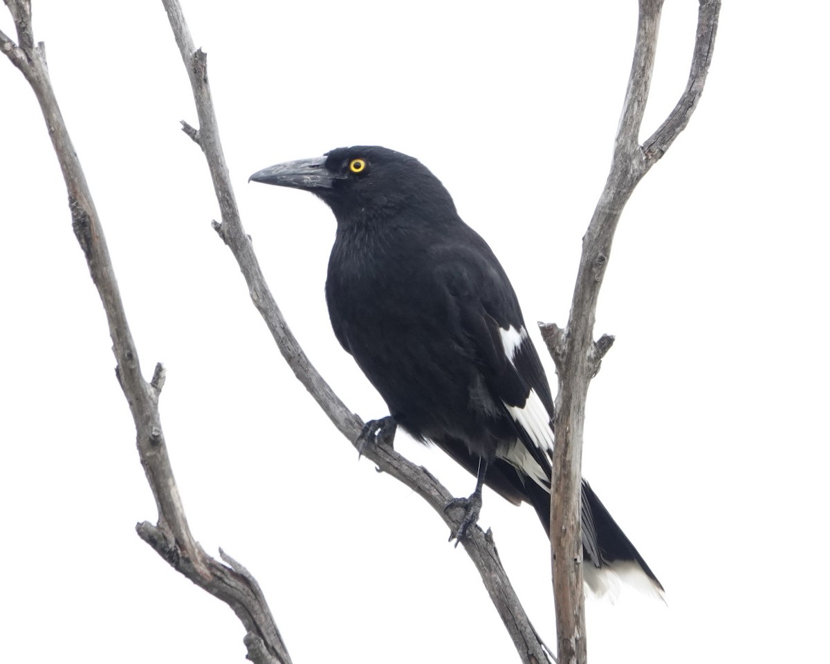Pied Currawong - ML646404549