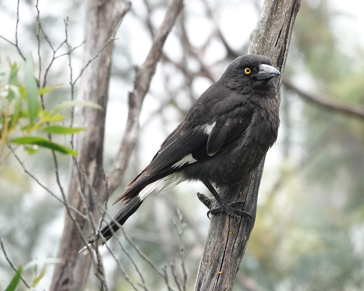 Pied Currawong - ML646404550