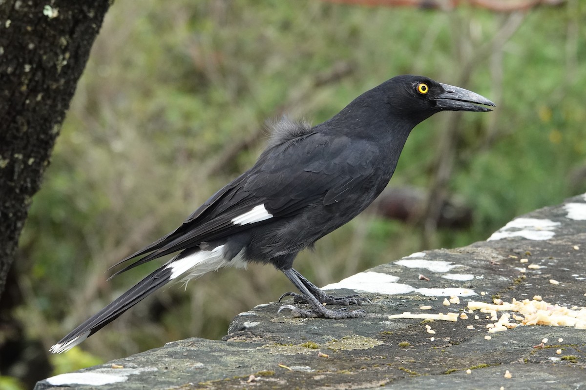 Pied Currawong - ML646404551