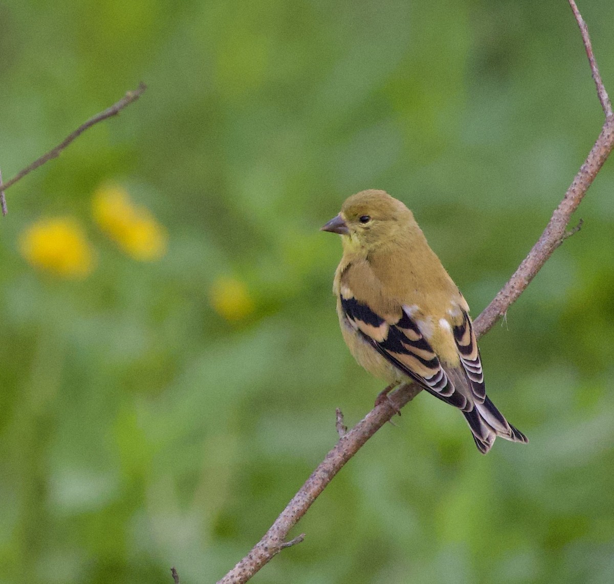 American Goldfinch - ML646404552