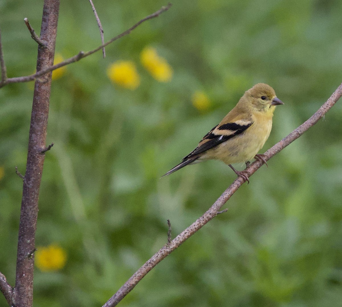 American Goldfinch - ML646404553