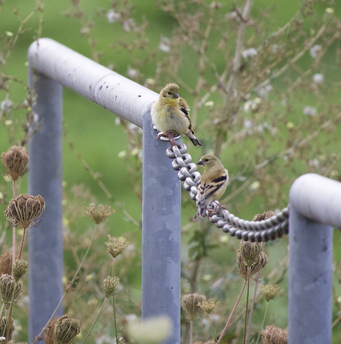 American Goldfinch - ML646404554